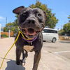 adoptable Dog in  named Culottes