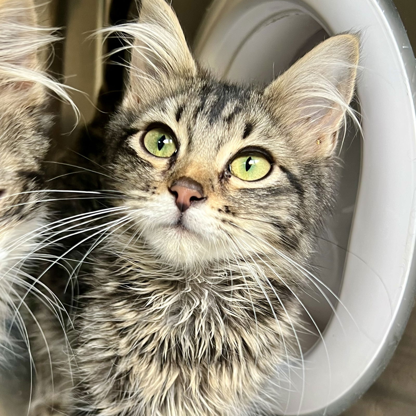 adoptable Cat in Oakland, CA named Noor(Bonded with Niam)