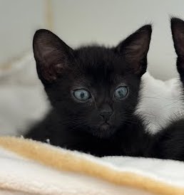 Bagheera (bonded w/ Mowgli) Photo