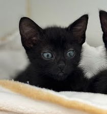 Bagheera (bonded w/ Mowgli) Photo
