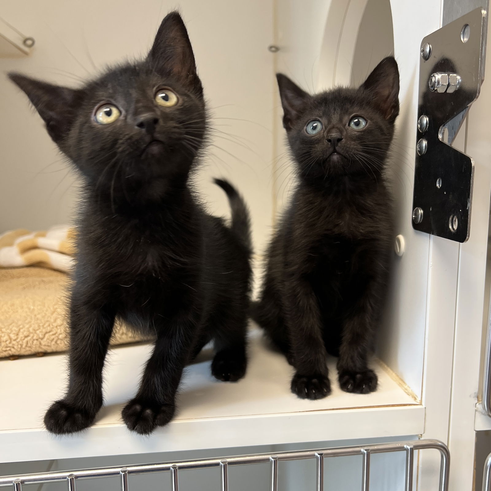 Mowgli (bonded w/ Bagheera) Photo