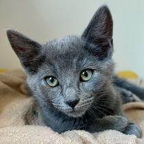 Cloud(Bonded with Storm) Photo