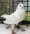 adoptable Bird in oakland, CA named Soleil