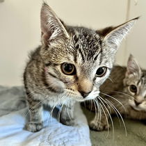 Ramona (bonded w/ Beatrice) Photo