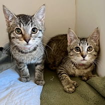 Beatrice (bonded w/ Ramona) Photo