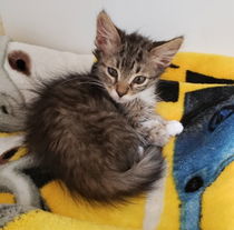 Plum (bonded w/ Pause) Photo
