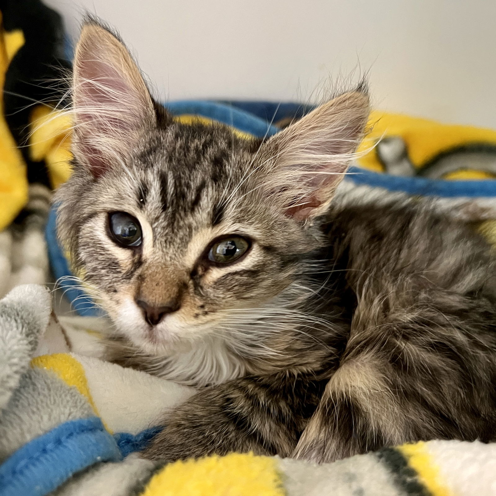 adoptable Cat in Oakland, CA named Plum (bonded w/ Pause)
