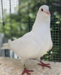 Shira Photo