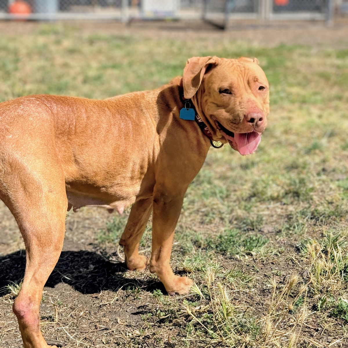adoptable Dog in Oakland, CA named Athena