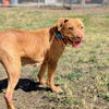 adoptable Dog in oakland, CA named Athena