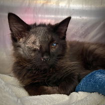 Jack(Bonded with Shirley) Photo