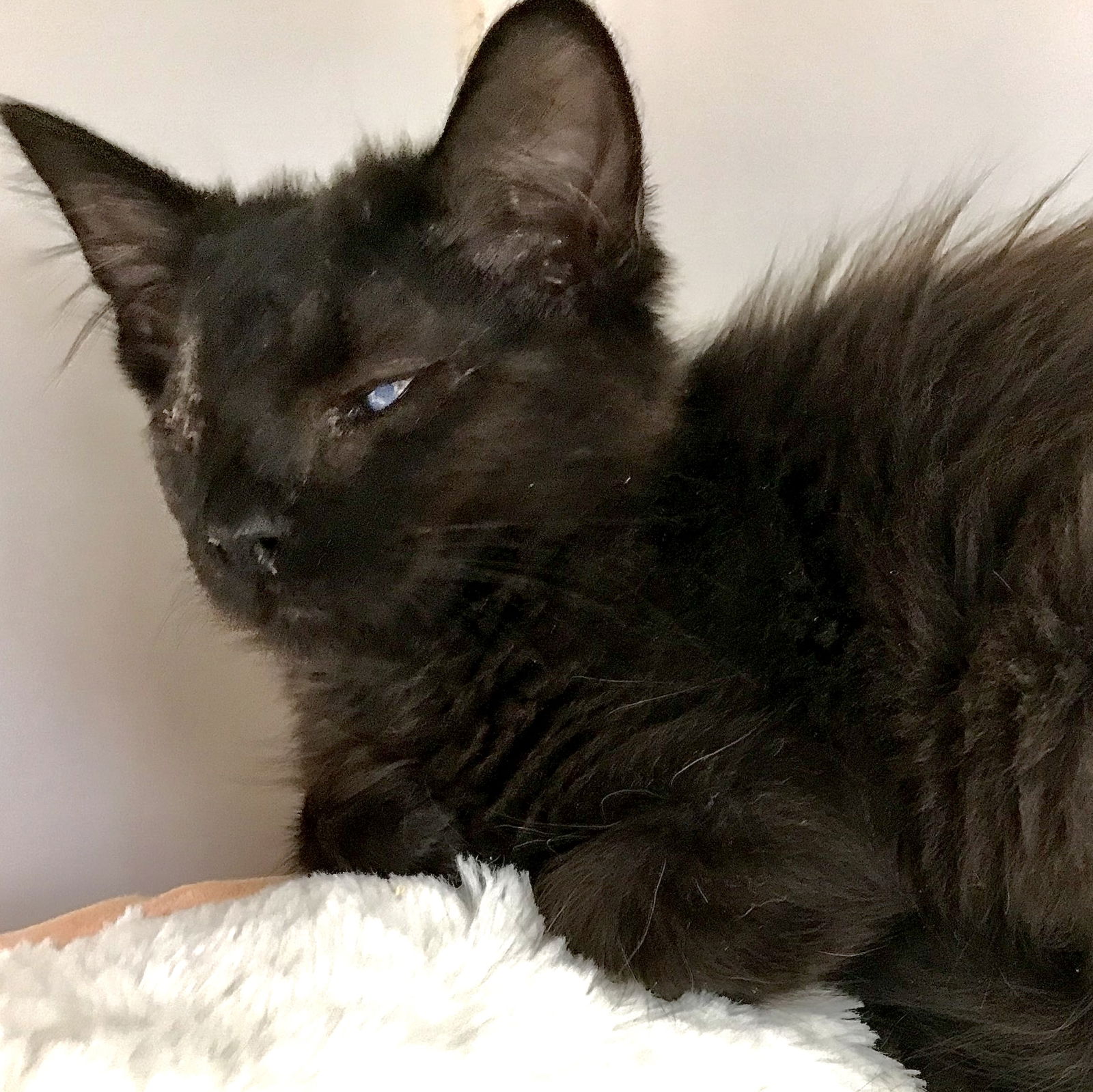 adoptable Cat in Oakland, CA named Jack(Bonded with Shirley)