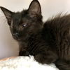adoptable Cat in  named Jack(Bonded with Shirley)