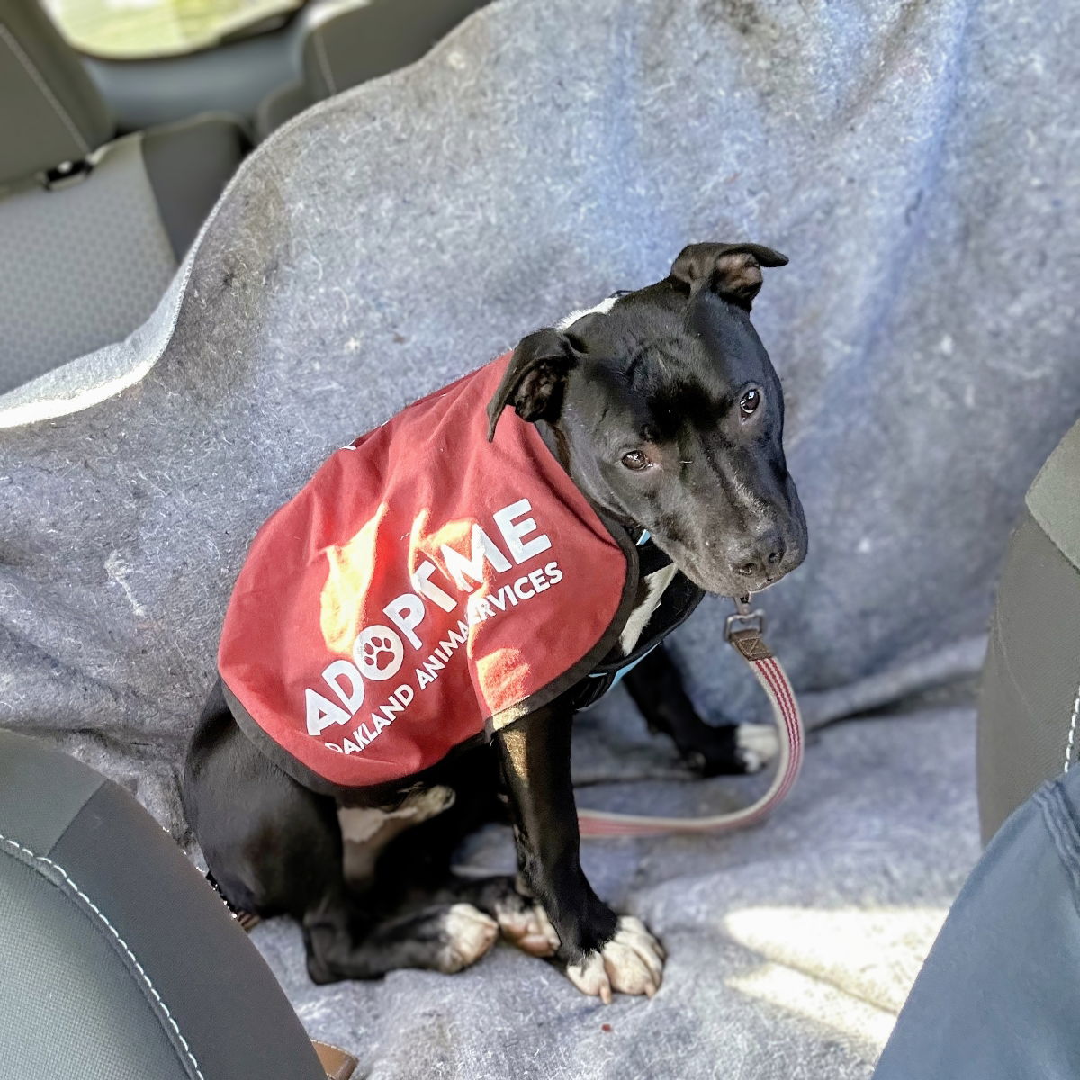 adoptable Dog in Oakland, CA named Dylan