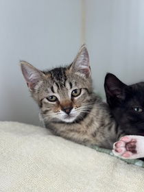 Buttercup (bonded w/ Blossom) Photo