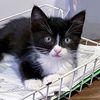 adoptable Cat in oakland, CA named Tangelo