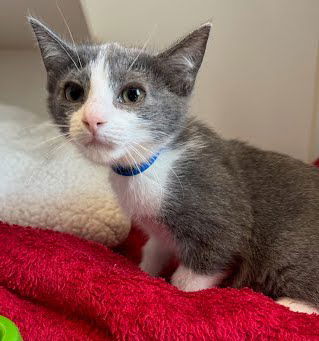 adoptable Cat in Oakland, CA named Grapefruit