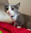 adoptable Cat in oakland, CA named Grapefruit
