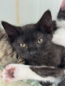 Blossom (bonded w/ Buttercup) Photo