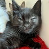 adoptable Cat in oakland, CA named Lemon