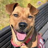 adoptable Dog in oakland, CA named Doogie