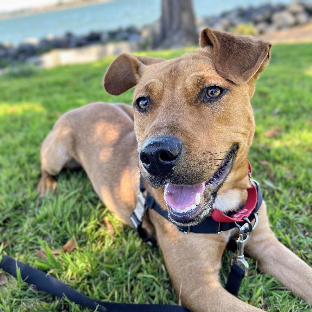 adoptable Dog in Oakland, CA named Doogie