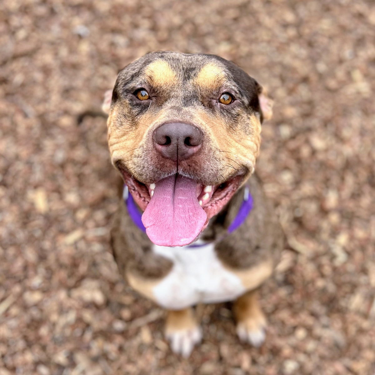 adoptable Dog in Oakland, CA named Ferrero Rocher