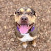 adoptable Dog in  named Ferrero Rocher