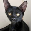 adoptable Cat in oakland, CA named Abhi
