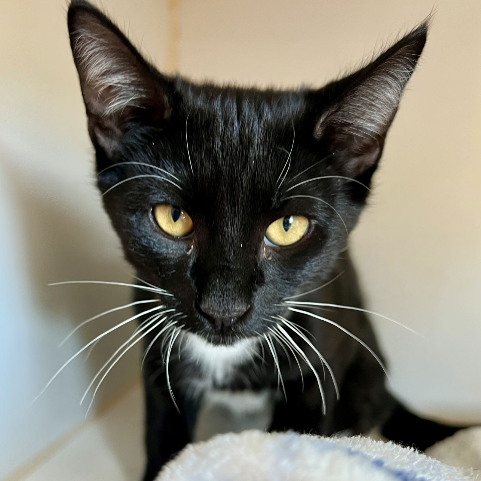 adoptable Cat in Oakland, CA named Dev