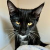 adoptable Cat in oakland, CA named Dev