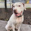 Abby - Photo 4