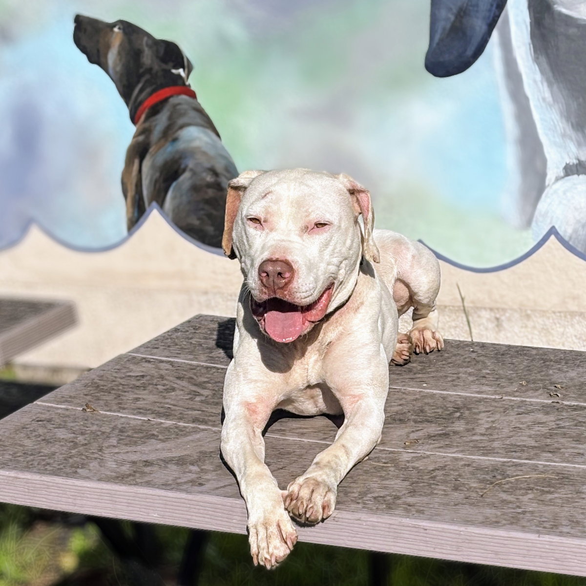 Abby Image