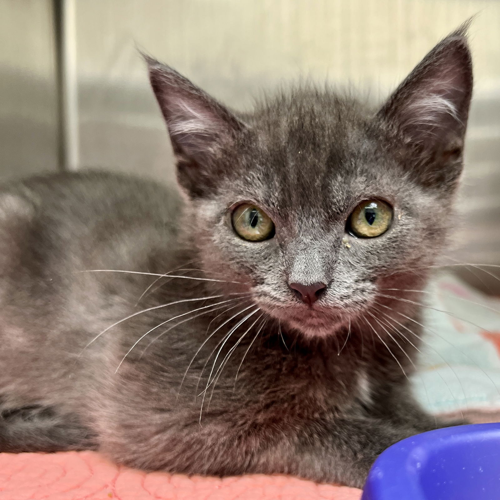 adoptable Cat in Oakland, CA named Merritt(Bonded with Toaster)