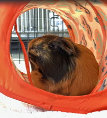 Brioche Photo