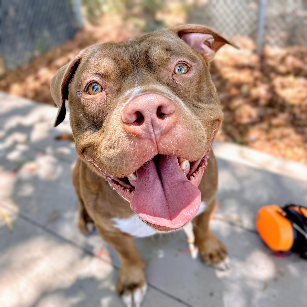 adoptable Dog in Oakland, CA named Pringle