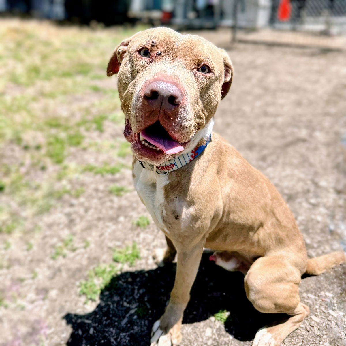 adoptable Dog in Oakland, CA named Ricky