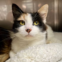 Mae(Bonded with Maeve) Photo