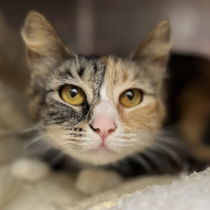 Maeve(Bonded with Mae) Photo