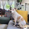 Mellow Yellow - Photo 2