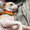 Mellow Yellow - Photo 4