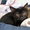 adoptable Cat in oakland, CA named Granola(Bonded with Fruit)