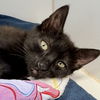adoptable Cat in oakland, CA named Fruit(Granola)
