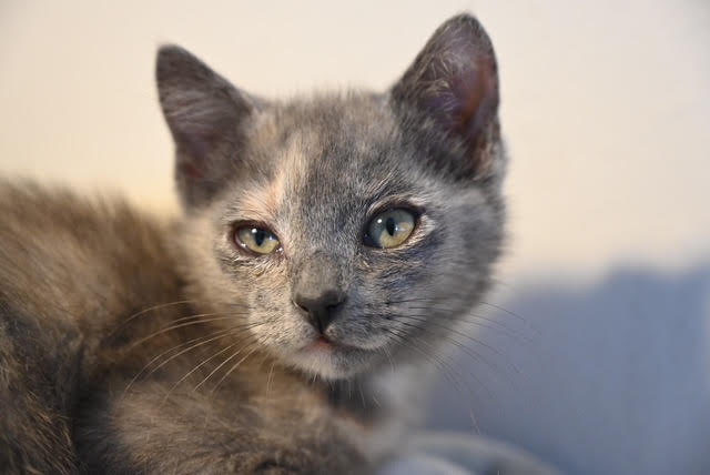 adoptable Cat in Oakland, CA named Cher (bonded w/ Sonny)