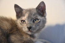 Cher (bonded w/ Sonny) Photo