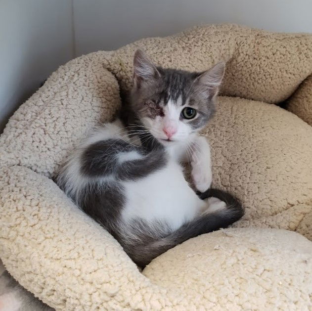 adoptable Cat in Oakland, CA named Sonny (bonded w/ Cher)