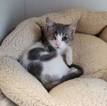 Sonny (bonded w/ Cher) Photo