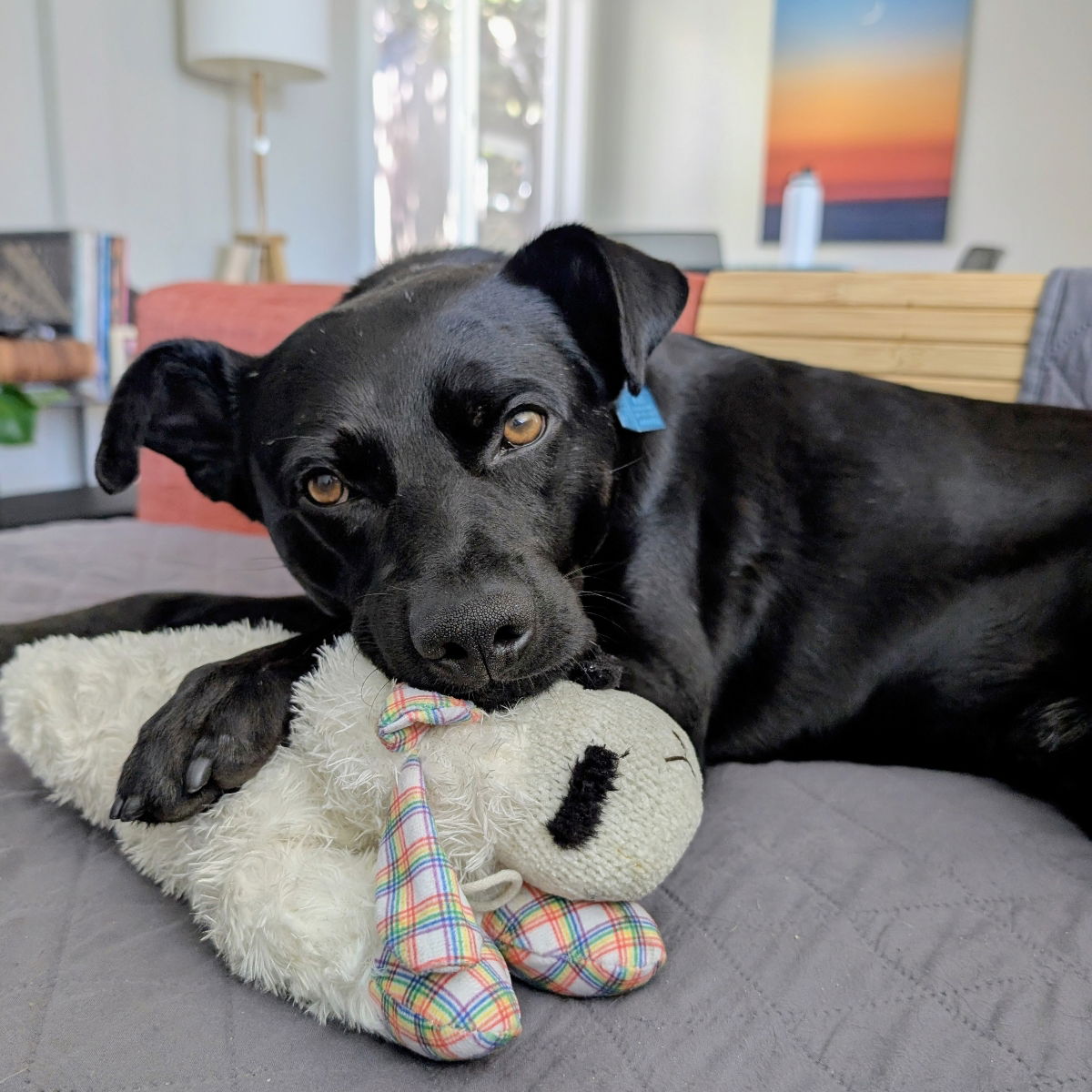 Baloo Photo