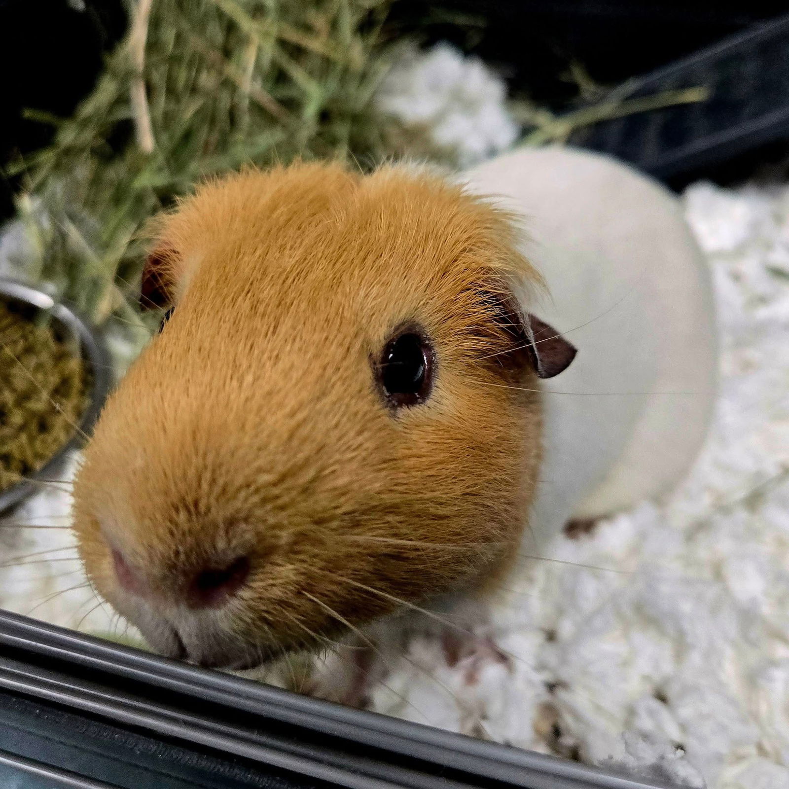 adoptable Guinea Pig in Oakland, CA named Rip Van Winkle