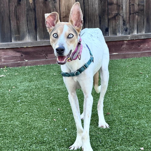 Orchid, a dog for adoption from Oakland Animal Services